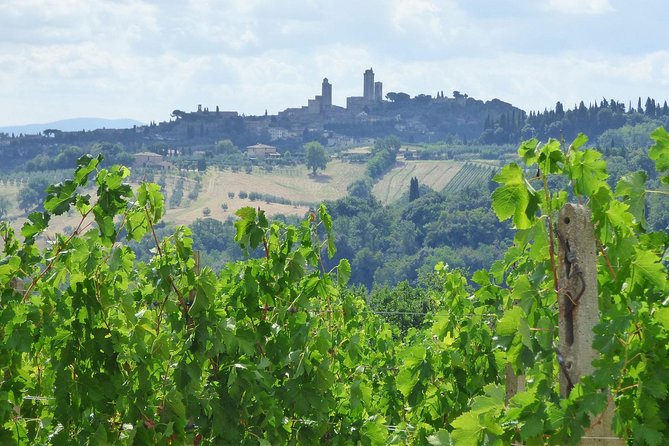 Gourmet Wine Tour San Gimignano Wine Tasting - San Quirico Winery - The Expert Guides and Customer Satisfaction