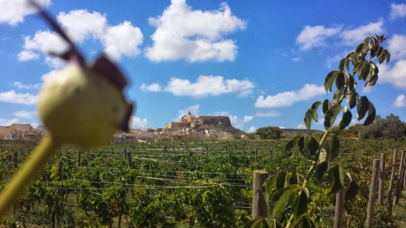 Gozo Victoria Walking Tour - Why Choose This Tour?