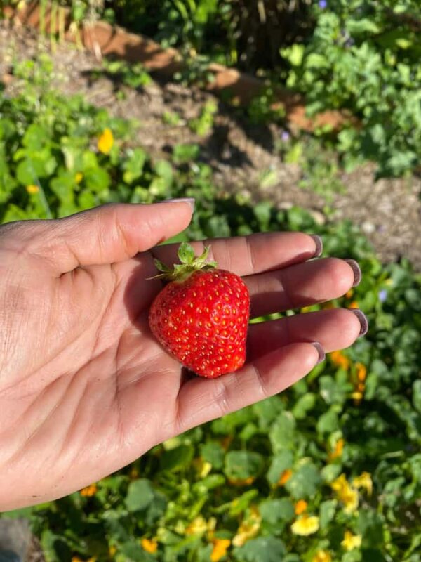 Graham: Faithful Hands' Farm Tour - Engaging, Family-Friendly Farm Experience Near Mt. Rainier