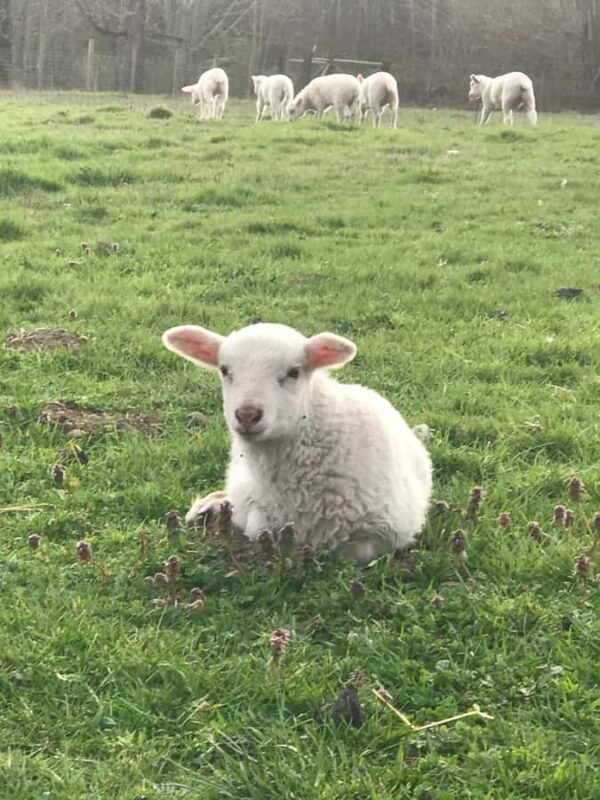 Graham: Faithful Hands' Farm Tour - Animal Encounters: Hands-On Care and Observation