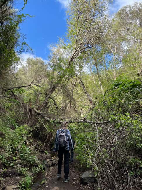 Gran Canaria: a trip to the Barranco de los Cernícalos - Discover the Lush Landscape of Barranco de los Cernícalos