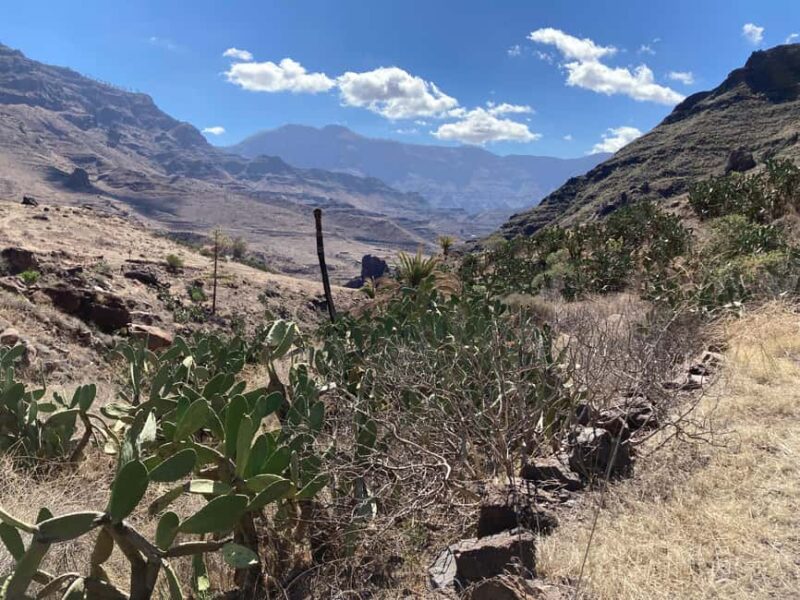 Gran Canaria: a trip to the Veneguera Valley - Walking through Mango and Avocado Plantations: The Island’s Green Gold