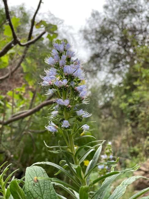 Gran Canaria: a trip to the Veneguera Valley - Guides and Languages: Knowledgeable and Multilingual