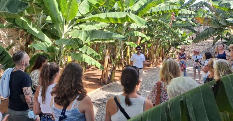 Gran Canaria: Banana World Guided Tour & Tasting - Explore the Banana Plantation on Gran Canaria in 40 Minutes