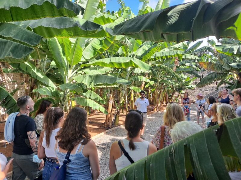 Gran Canaria: Banana World Guided Tour & Tasting - Key Points