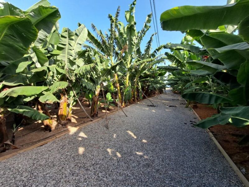 Gran Canaria: Banana World Guided Tour & Tasting - Value and Booking Flexibility