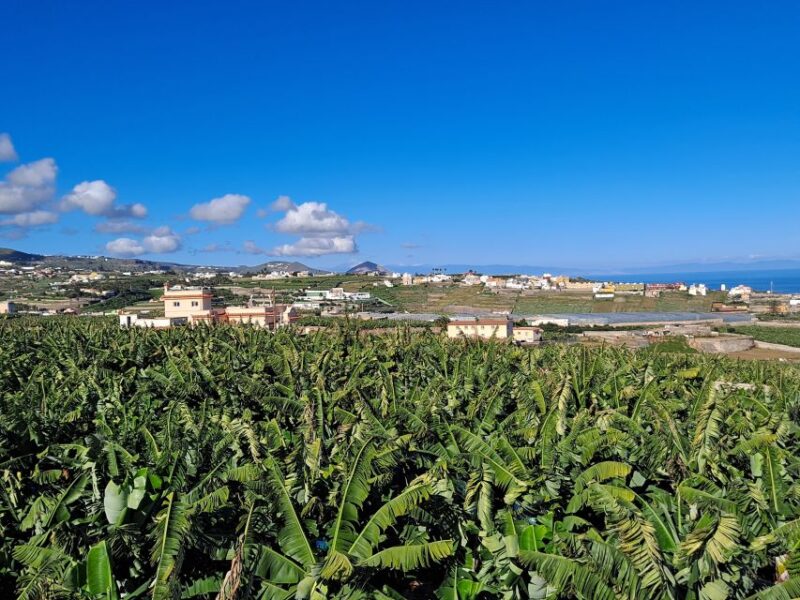 Gran Canaria: Banana World Guided Tour & Tasting - Why This Tour Is a Great Choice on Gran Canaria