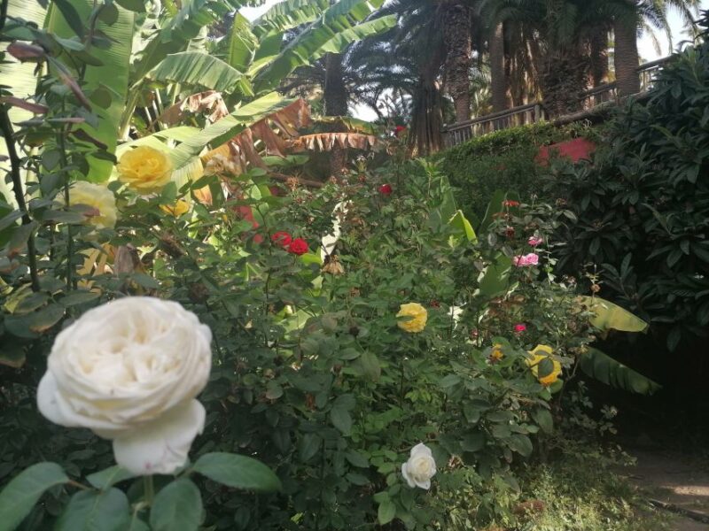 Gran Canaria: Camel Ride at Camel Safari Park - Discover the Charm of the Camel Safari Park in Maspalomas