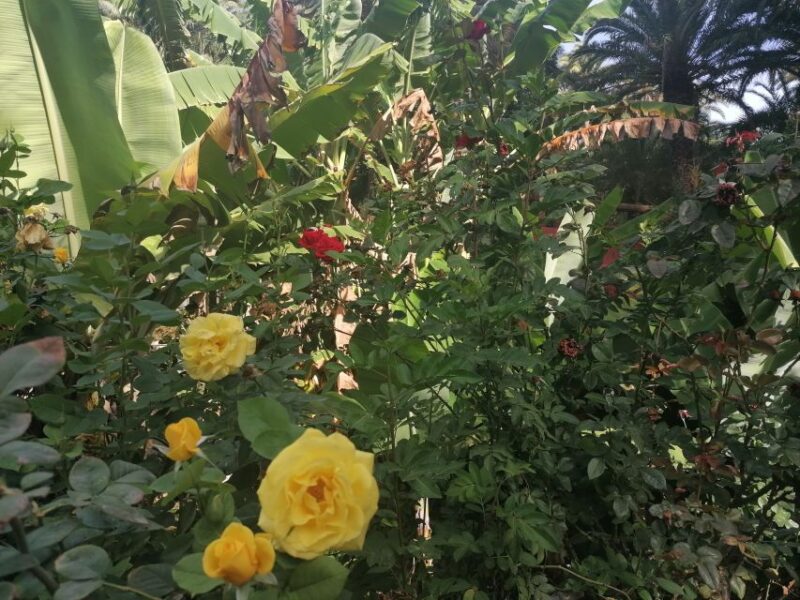 Gran Canaria: Camel Ride at Camel Safari Park - Experience the Park’s Natural Beauty and Relaxation Areas