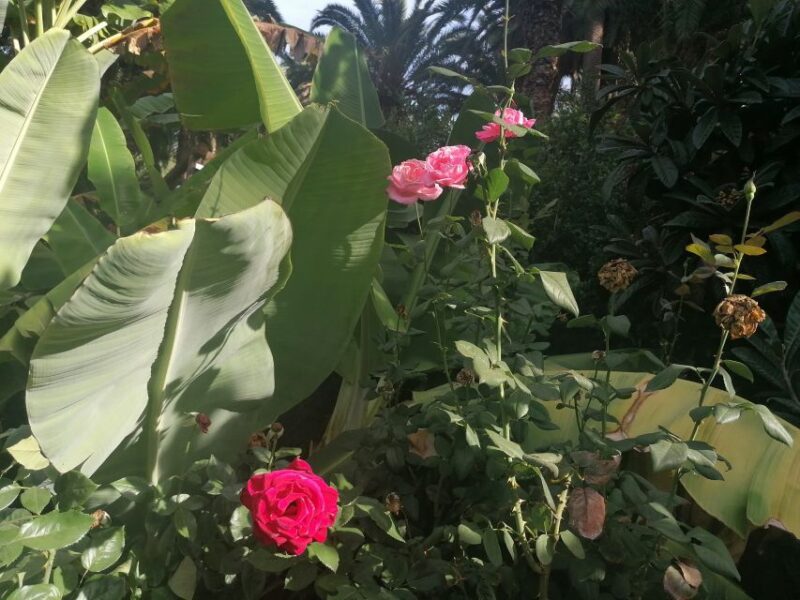 Gran Canaria: Camel Ride at Camel Safari Park - The Guide and Staff Experience