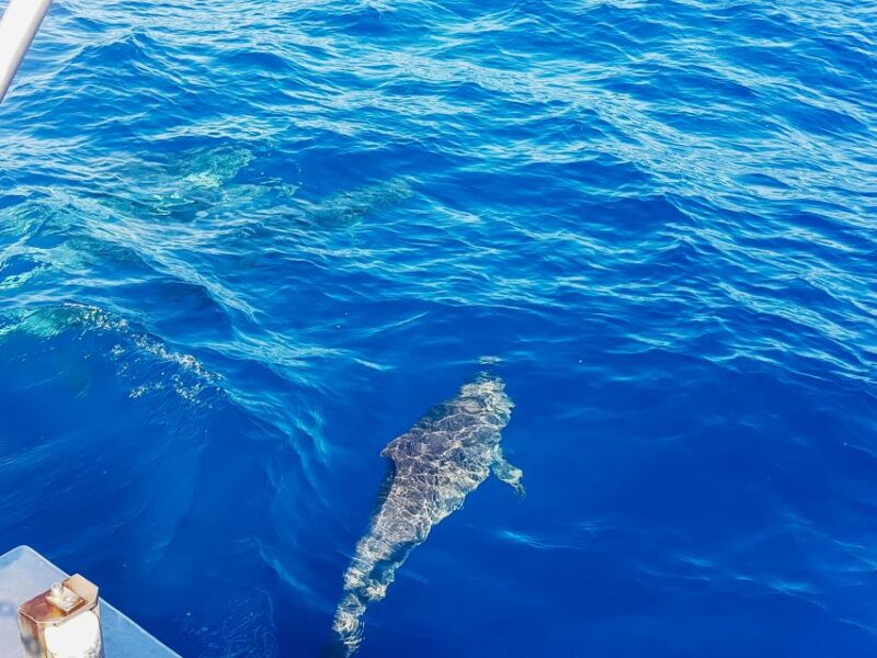 Gran Canaria: Catamaran Dolphin Watch Cruise with Snorkeling - Snorkeling and Swimming in the Coastal Bays of Gran Canaria
