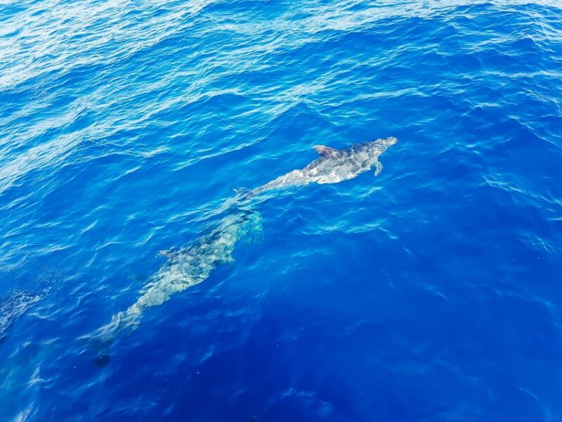 Gran Canaria: Catamaran Dolphin Watch Cruise with Snorkeling - The Convenience of Transportation and Pick-up Options