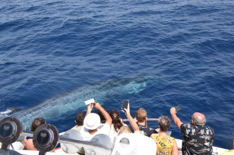 Gran Canaria: Dolphin and Whale Watching Cruise - Gran Canaria: Dolphin and Whale Watching Cruise