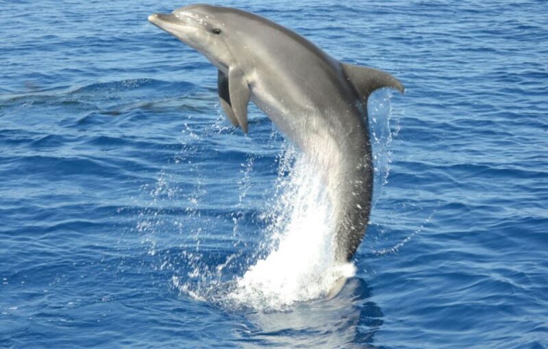Gran Canaria: Dolphin and Whale Watching Cruise - Food, Drinks, and Onboard Amenities