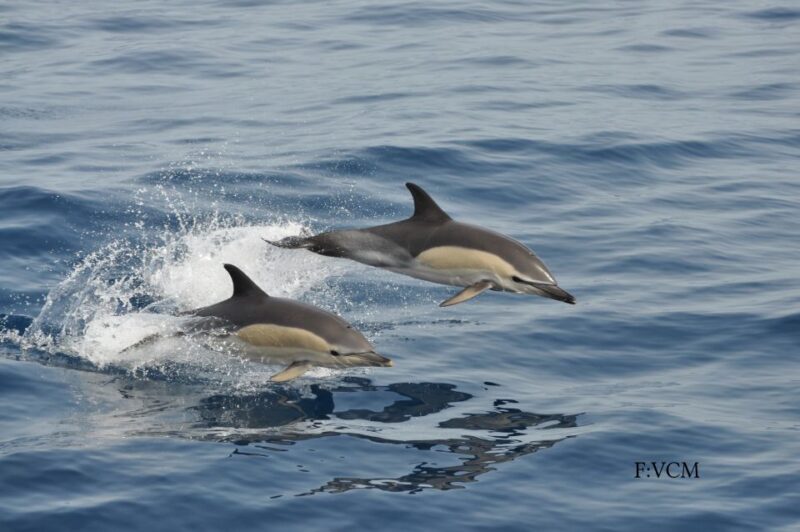 Gran Canaria: Dolphin and Whale Watching Cruise - Reviews and Common Feedback