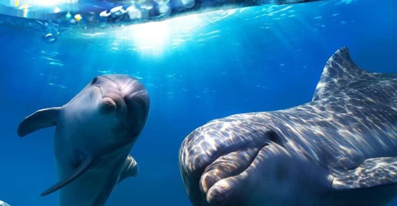 Gran Canaria: Dolphin and Whale Watching Cruise - Starting Point and Departure Details at Puerto Rico