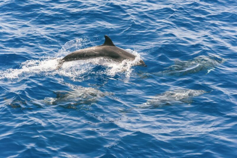 Gran Canaria: Dolphin and Whale Watching Cruise - The Boat and On-Board Comforts