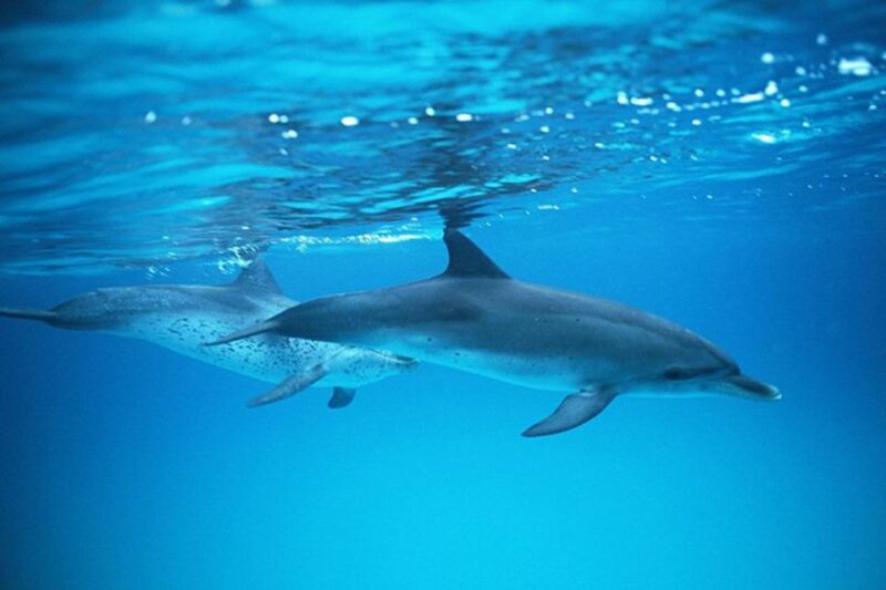 Gran Canaria: Dolphin and Whale Watching Cruise - The Weather and Sea Conditions
