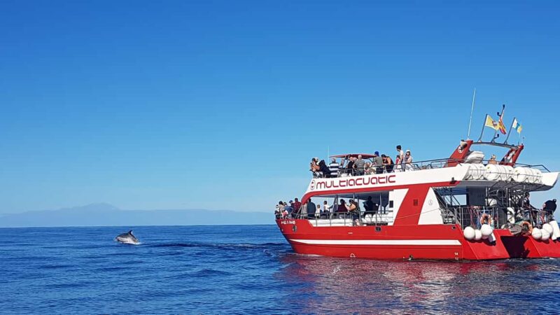 Gran Canaria Dolphin Safari and a swim - Gran Canaria Dolphin Safari and a Swim: An Up-Cclose Marine Adventure