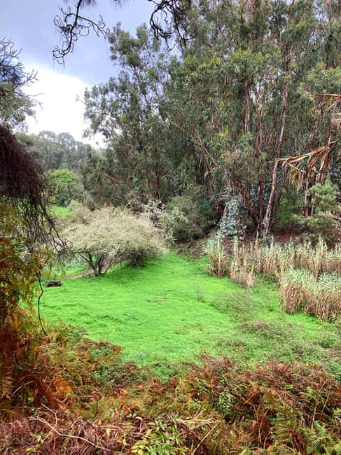 Gran Canaria: excursion to the Laurisilva Forest - Discover the Green Heart of Gran Canaria with the Laurisilva Forest Excursion