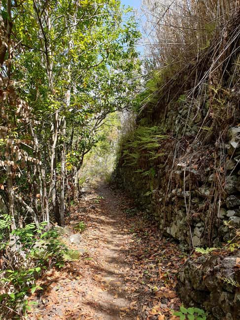 Gran Canaria: excursion to the Laurisilva Forest - Logistics: Convenience and Group Size