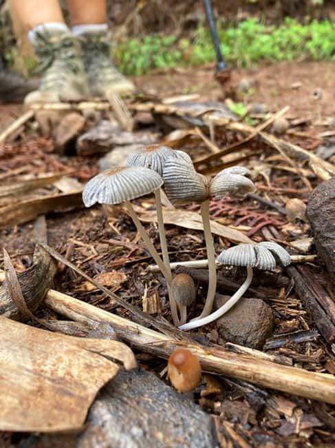 Gran Canaria: excursion to the Laurisilva Forest - What’s Included and What to Bring