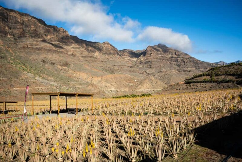 Gran Canaria from the Heights: Fataga and Tejeda - Practical Details for a Smooth Experience