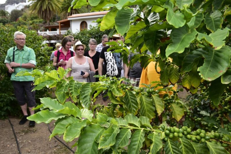 Gran Canaria: Grand Island Tour by Bus with Transfers - Practical Details and What to Bring