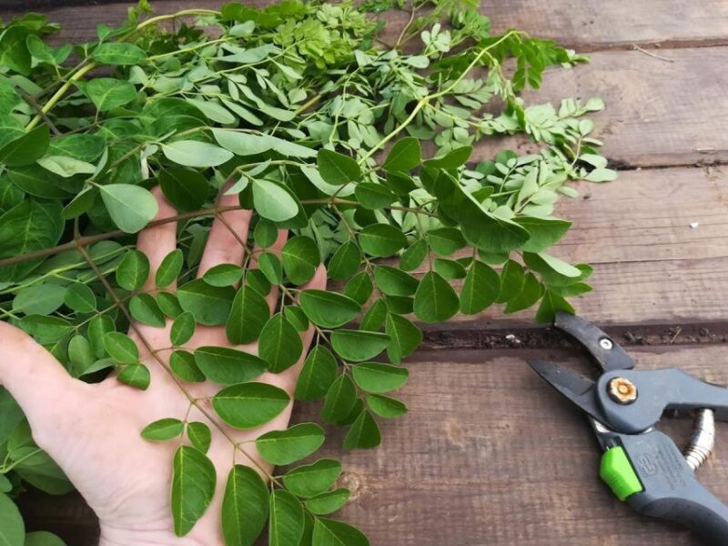 Gran Canaria: Green Witchcraft in the Magic Island - Practical Details and Logistics