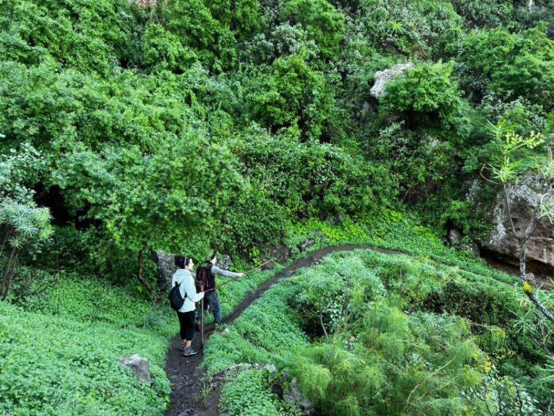 Gran Canaria: Green Witchcraft in the Magic Island - What Makes This Tour Unique in Gran Canaria