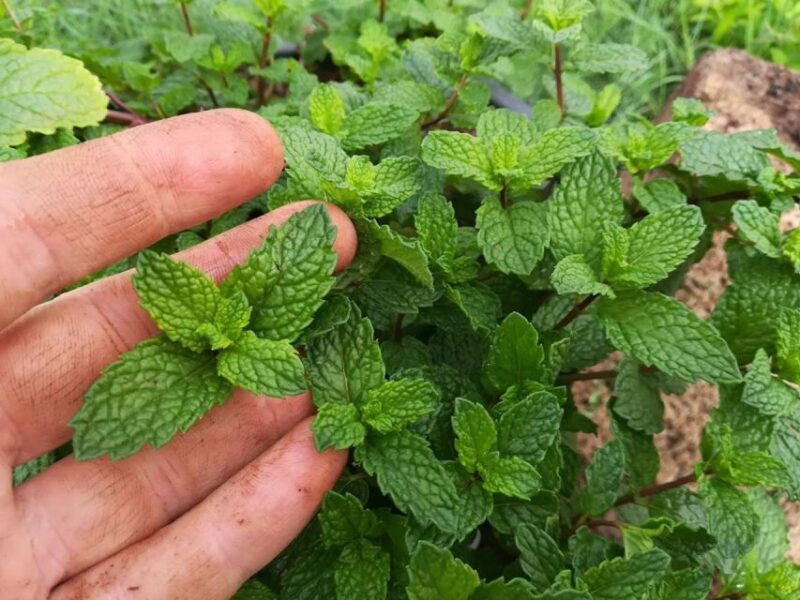 Gran Canaria: Green Witchcraft in the Magic Island - Frequently Asked Questions