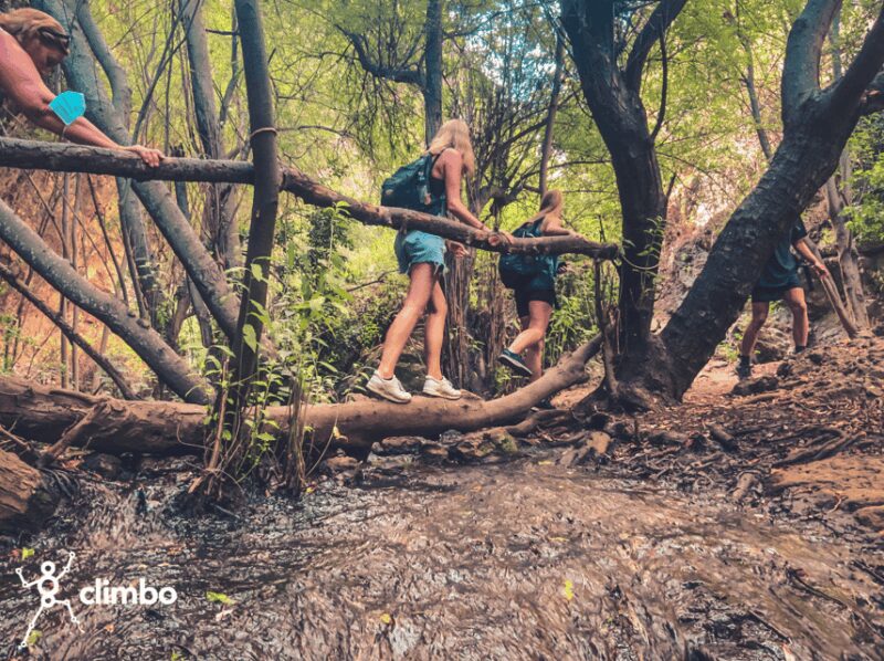 Gran Canaria: Guided Day Tour to Rainforest with Tasting - Gran Canaria Rainforest Tour: Starting in Firgas