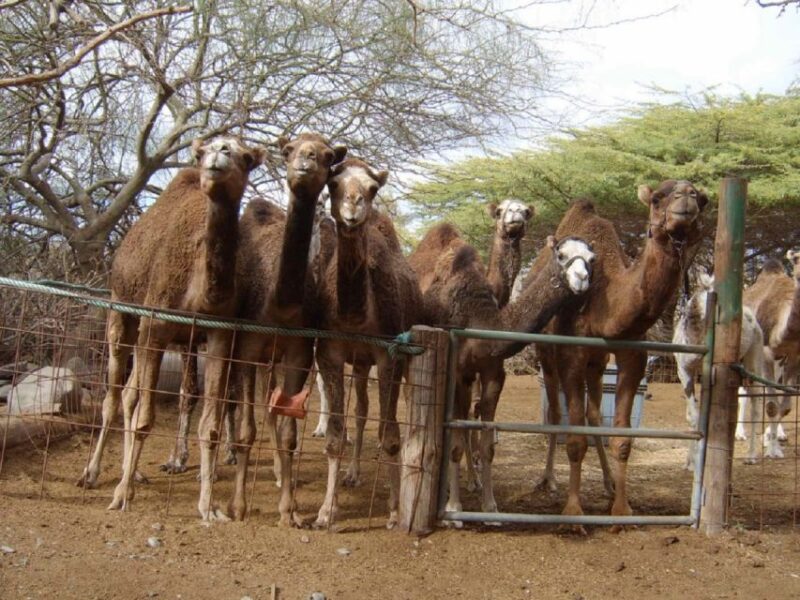 Gran Canaria: Los Pilancones Natural Park e-Scooter Tour - Exploring Ayagaures Village and the Dam