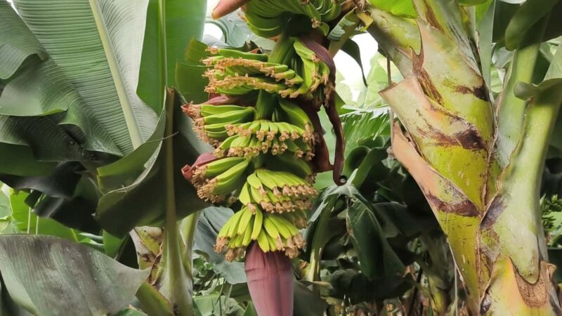 Gran Canaria: Paragliding Flight & Banana Plantation Tour - Final thoughts on the Gran Canaria paragliding and banana tour