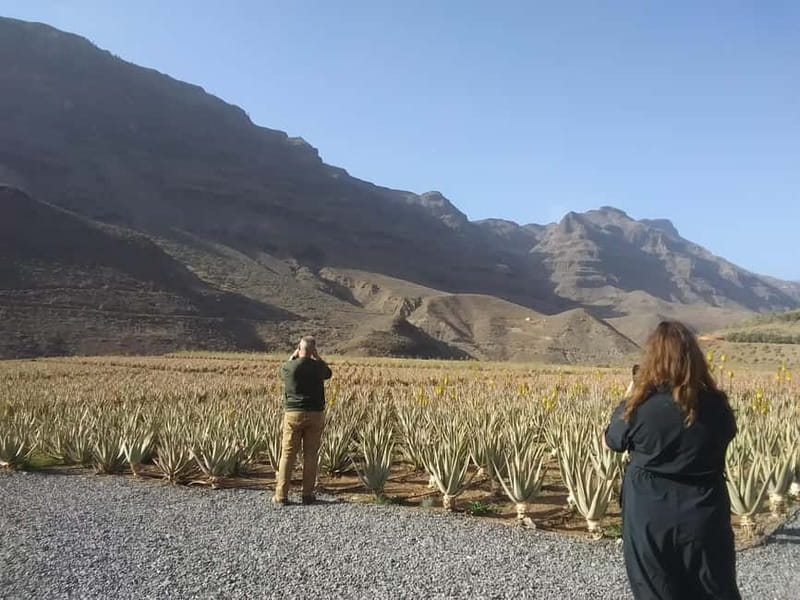 Gran Canaria Peaks in Minibus: Firgas, Teror, Aloe Vera tour - Logistics: Meeting Points and Transfers