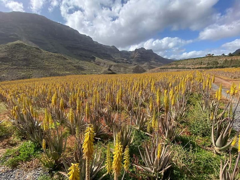 Gran Canaria Peaks in Minibus: Firgas, Teror, Aloe Vera tour - Tour Duration and Pacing