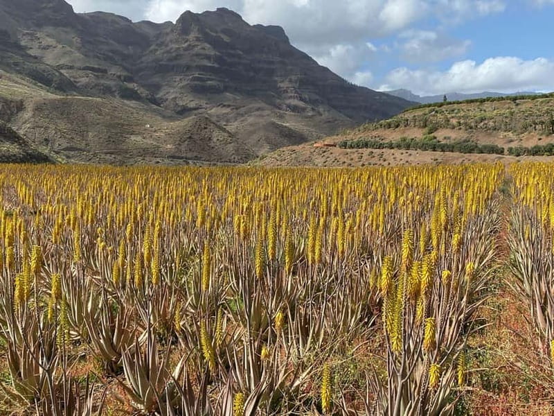 Gran Canaria Peaks in Minibus: Firgas, Teror, Aloe Vera tour - Inclusions and Limitations