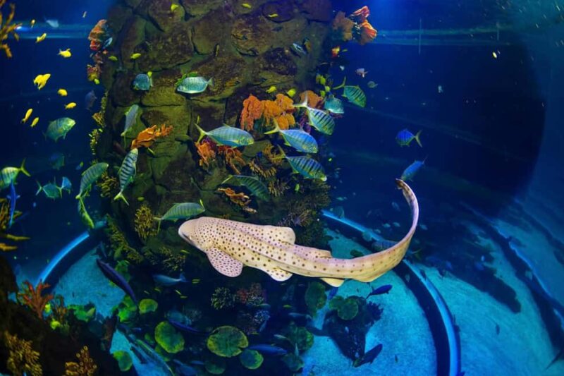 Gran Canaria: Poema del Mar Aquarium & Guayadeque Tour - Free Time and Cultural Exploration in Agüimes