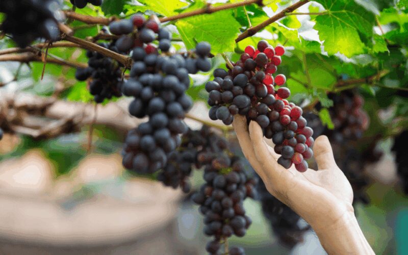 Gran Canaria: Rum, Wines and Banana Tour - Tasting Gran Canaria’s Wines in Agaete