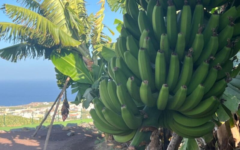 Gran Canaria: Rum, Wines and Banana Tour - Transportation and Logistics