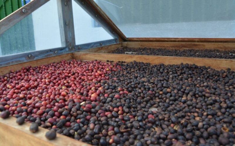 Gran Canaria: Rum, Wines and Banana Tour - Who Will Enjoy This Tour Most?