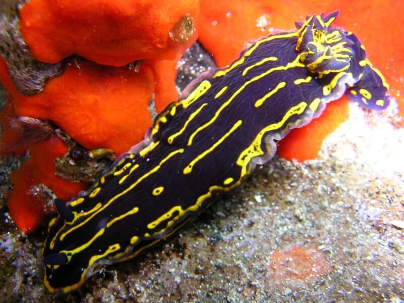 Gran Canaria Scuba Diving for Certified Divers - Cost, Inclusions, and Additional Charges