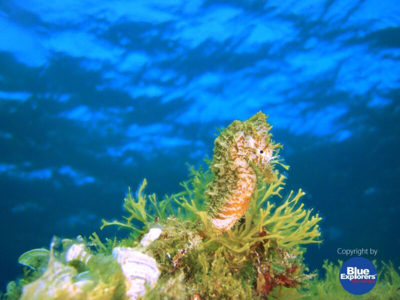 Gran Canaria Scuba Diving for Certified Divers - What to Expect During Marine Encounters