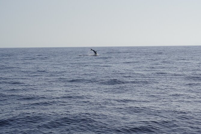 Gran Canaria Sunset Dolphin Watching Activity - Gran Canaria Sunset Dolphin Watching Activity: An Eco-Conscious Sea Adventure at Dusk
