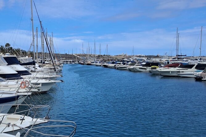 Gran Canaria Sunset Dolphin Watching Activity - Marine Life Sightings: Dolphins, Whales, and More