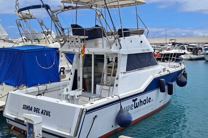 Gran Canaria Sunset Dolphin Watching Activity - Who Will Appreciate This Dolphin Watching Tour?