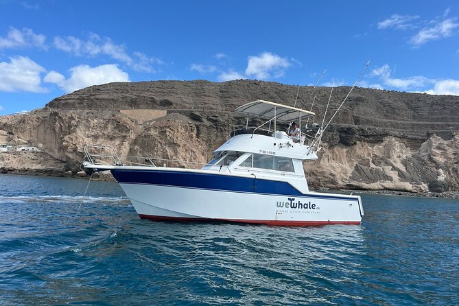 Gran Canaria Sunset Dolphin Watching Activity - The Experience from Start to Finish