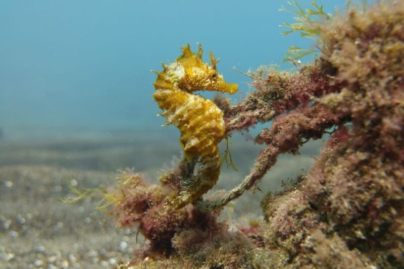Gran Canaria: Try Scuba Diving for Beginners - Marine Life Encounters in Gran Canaria