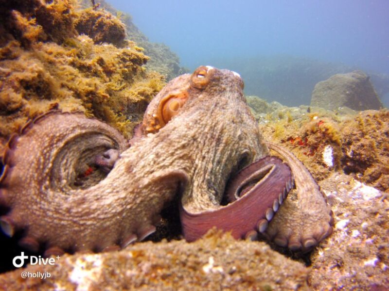 Gran Canaria: Try Scuba Diving for Beginners - Timing, Pacing, and Duration