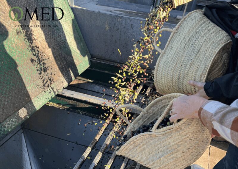 Granada in EVOO: Become a real olive harvester for a day - The Experience of the Guide and Overall Atmosphere